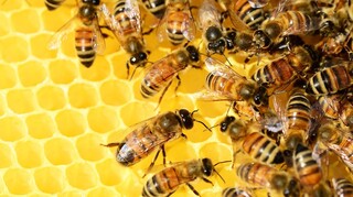 Σμήνη μελισσών έστειλαν στο νοσοκομείο Χανίων δύο άνδρες