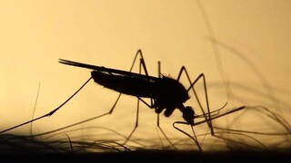 Νέο ελληνικό app για κινητά που «εξαφανίζει» κουνούπια και κατσαρίδες