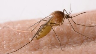 Ιός Δυτικού Νείλου: Σε «συναγερμό» οι αρχές για την εμφάνιση κουνουπιών ένα μήνα νωρίτερα