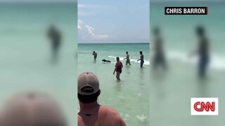 «Μια αρκούδα!»: Απρόσμενος λουόμενος σε παραλία της Φλόριντα