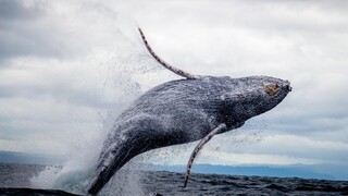 Οι φάλαινες έχουν την υπερδύναμη να αψηφούν τον καρκίνο «επισκευάζοντας» το DNA τους