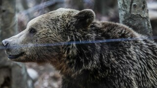 Από πού ήρθε η καφέ αρκούδα σε Θεσσαλονίκη και Χαλκιδική: Οδηγίες προστασίας