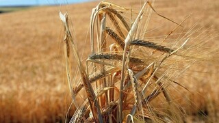 Κρεμλίνο: Δεν υπάρχουν θετικές προοπτικές για ανανέωση της συμφωνίας για τα σιτηρά