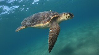 Ημέρα Θαλάσσιας Χελώνας: Ο ΑΡΧΕΛΩΝ καταγράφει ρεκόρ χελώνας που γεννά επί 36 χρόνια στη Ζάκυνθο