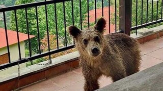 Μικρή αρκούδα εμφανίστηκε σε μπαλκόνι στην Πίνδο