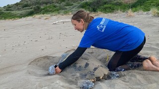 ΑΡΧΕΛΩΝ: Το μεγαλύτερο Κέντρο Διάσωσης θαλάσσιας χελώνας στη Μεσόγειο βρίσκεται στην Αττική