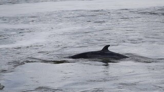 Αναστέλλεται το κυνήγι φάλαινας στην Ισλανδία: Εξετάζεται να σταματήσει οριστικά