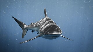 Βραζιλία: Κατασχέθηκε ποσότητα ρεκόρ άνω των 28 τόνων πτερυγίων καρχαρία