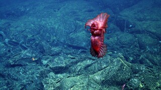 Τι γνωρίζουμε για τα βάθη του ωκεανού και γιατί είναι τόσο επικίνδυνη η εξερεύνησή τους