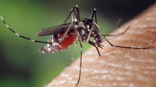Το ECDC κρούει τον κώδωνα του κινδύνου: Αυξάνονται οι ασθένειες από το τσίμπημα κουνουπιού