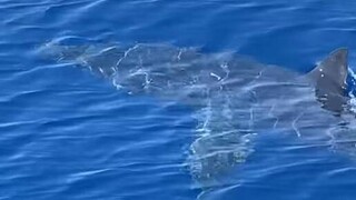 Καρχαρίας στη Ζάκυνθο: Κολυμπούσε μπροστά από σκάφος 2 μίλια από το λιμάνι (vid)