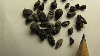 Ερευνητές εντόπισαν αρχαίους σπόρους σταφυλιών που καλλιεργούνται για τουλάχιστον 1.100 χρόνια