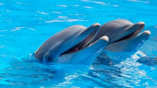 Τα δελφίνια χρησιμοποιούν «baby talk» με τα μωρά τους