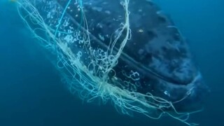 Η στιγμή που μεγάπτερη φάλαινα απελευθερώνεται από δίχτυα στην Αυστραλία