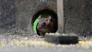 Βρέθηκαν κεφάλια ποντικών μέσα σε συσκευασίες γευμάτων στην Κίνα