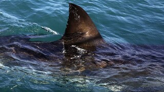Σέριφος: Η στιγμή που καρχαρίας τριών μέτρων περνά δίπλα από σκάφος