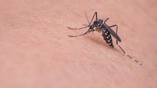 Ποιοι άνθρωποι είναι «μαγνήτες» για τα κουνούπια: Το μυστικό για να τα κρατήσετε μακριά