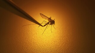 Η επέλαση των κουνουπιών: Γιατί αυξήθηκε ο κίνδυνος μετάδοσης σοβαρών ασθενειών φέτος