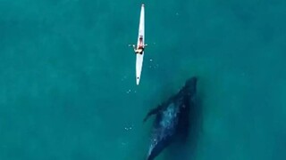 Αυστραλία: Πελώρια φάλαινα κολυμπά σε «απόσταση αναπνοής» από καγιάκ