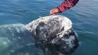 Φάλαινες στο Μεξικό πλησιάζουν ανθρώπους για να αφαιρέσουν παράσιτα από πάνω τους