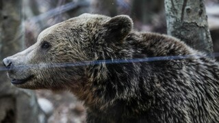 Κοζάνη: Αρκούδα μπήκε στην αυλή σπιτιού στο χωριό Εμπόριο