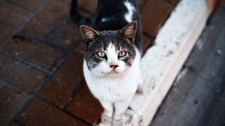 Γιατί το «νησί της γάτας» κινδυνεύει να μείνει χωρίς αιλουροειδή
