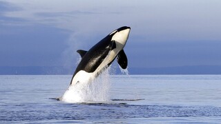 Η εξέγερση της όρκα: Γιατί οι φάλαινες επιτίθενται σε γιοτ;