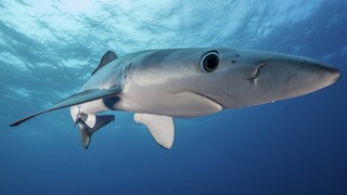 Καρχαρίες στις ελληνικές θάλασσες; Υπάρχουν, αλλά δεν ενδιαφέρονται για εμάς, λέει ειδικός
