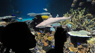 Παγκόσμια ημέρα ευαισθητοποίησης για τους καρχαρίες