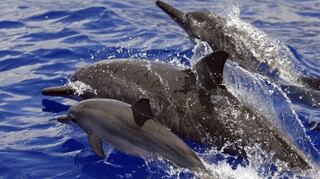 Ιαπωνία: Δελφίνια τραυμάτισαν κολυμβητές - Τους δάγκωσαν και τους έσπασαν τα πλευρά