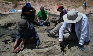 Κρήτη: Προϊστορικά οστά νάνου ιπποπόταμου βρέθηκαν στο Λασίθι