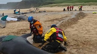 Πάνω από 50 μαυροδέλφινα ξέβρασε η θάλασσα σε παραλία της Σκωτίας - Μόλις 10 διασώθηκαν