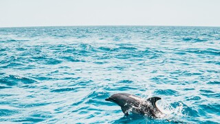 Νεκρό δελφίνι στον Θερμαϊκό κόλπο