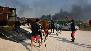 Εκκενώνεται ο ιππικός όμιλος στην Ανάβυσσο - Τρομοκρατημένα τα άλογα