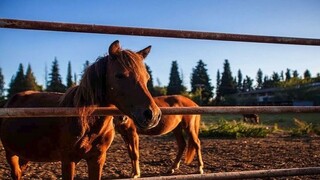 Ασύλληπτο περιστατικό στα Χανιά: Άφησε το άλογο του δεμένο στον ήλιο και πέθανε