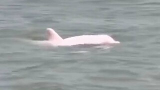 Σπάνιο ροζ δελφίνι εμφανίστηκε ανοιχτά της Λουιζιάνα - Εντυπωσιακό βίντεο