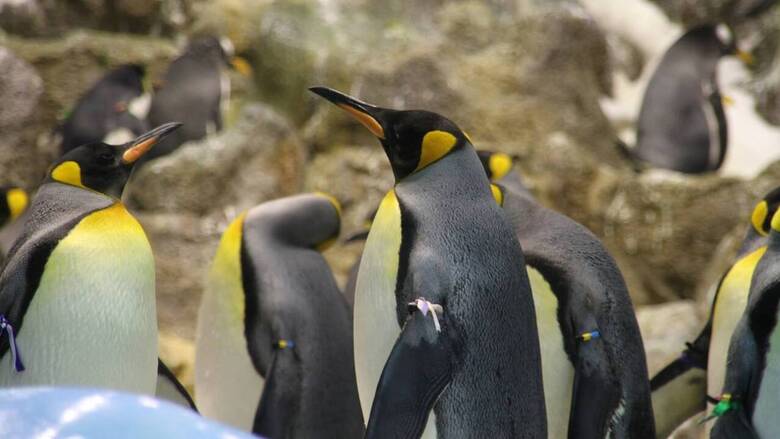 Oυρουγουάη: Σχεδόν 2.000 πιγκουίνοι εντοπίστηκαν νεκροί σε 10 ημέρες