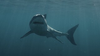 Οι καρχαρίες γηραιότεροι από τους… δεινόσαυρους: Έξι πράγματα που δεν ξέρετε για το είδος
