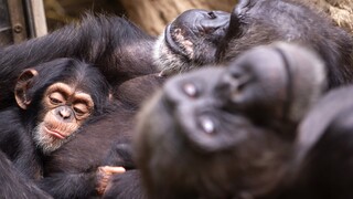 Κολομβία: Νεκροί χιμπατζήδες που δραπέτευσαν από ζωολογικό - Τους πυροβόλησαν αστυνομικοί