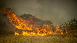 WWF Ελλάδος: Οκτώ προτάσεις για την αντιμετώπιση των πυρκαγιών στην Ελλάδα