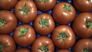 Προς ρεκόρ οι ελληνικές εξαγωγές σε ντομάτες και πιπεριές