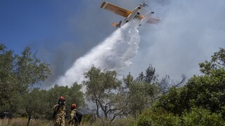 Πάνω από 40 δασικές πυρκαγιές το τελευταίο εικοσιτετράωρο - Οριοθετήθηκε η φωτιά στην Ηλεία