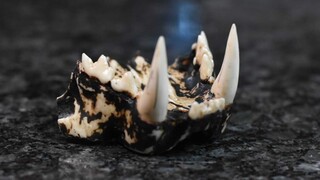 3D printed δόντια τίγρη βοηθάνε να σωθούν τα πιο σπάνια ζώα από την εξαφάνιση