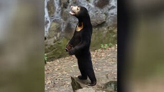 Σάλος σε ζωολογικό κήπο στην Κίνα, με θεωρίες για ανθρώπους ντυμένους αρκούδες