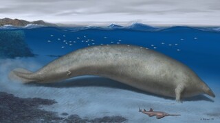Περού: Η πιο βαριά φάλαινα του κόσμου είναι 39 εκατομμυρίων ετών και έφτανε τους 340 τόνους