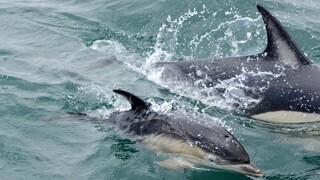 Λάρισα: Δελφίνι ξεβράστηκε νεκρό σε παραλία