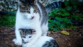 Ο κορωνοϊός «σαρώνει» τις γάτες στην Κύπρο