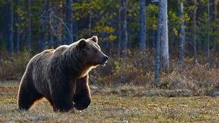 Καλιφόρνια: «Συνελήφθη» η αρκούδα «Χανκ το τανκ» που εισέβαλε σε δεκάδες σπίτια