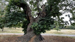 Τα 13 δέντρα που διεκδικούν το βρετανικό βραβείο «Δέντρο της Χρονιάς 2023»