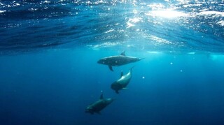 Λάρισα: Ξεβράστηκε στην ακτή Παλιουριά μισοπεθαμένο μικρό δελφίνι (pic)